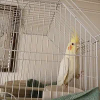 عروس هلندی ماده بازیگوش