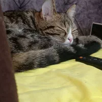 واگذاری گربه