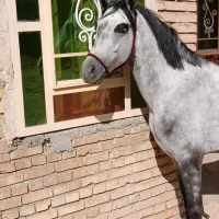 ماسب