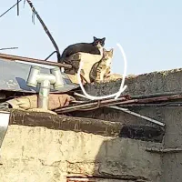 به یابنده این گربه درانزاب ۵۰۰ هزارتومان مژدگانی|گربه|مراغه, |دیوار