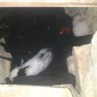 باسلام فروش خرگوش نازو کوچک اندازه کف دست