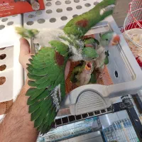 شاه طوطی|پرنده|کرج, فاز ۳ گوهردشت|دیوار