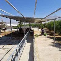 گاوداری فروشی|فروش دفتر صنعتی، کشاورزی، تجاری|لردگان, |دیوار