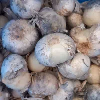 موسیر