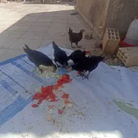 جوجه مرغ