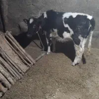 گوساله هلشتایین