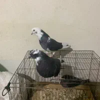 کبوتر|پرنده|رودبار, |دیوار