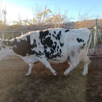 گاو شیری گوساله نر و ماده|حیوانات مزرعه|تربت جام, میان جام|دیوار