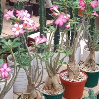 آدنیوم اوبسوم (شِبه بنسای)