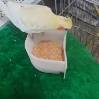 عروس هلندی جفت|پرنده|نوشهر, |دیوار