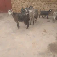 بز‌وبزغاله|حیوانات مزرعه|شوشتر, |دیوار