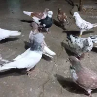 ۲۵ تا کبوتر