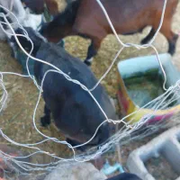 دو عدد کهر یک نر یک ماده  سر حال|حیوانات مزرعه|بلوک, |دیوار