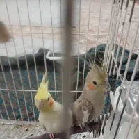 عروس هلندی|پرنده|نجفآباد, فردوسی|دیوار