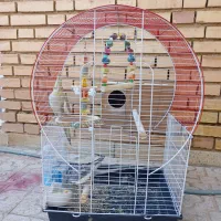 عروس هلندی دستی
