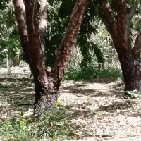 سه جریب عمان|فروش دفتر صنعتی، کشاورزی، تجاری|سامان, |دیوار