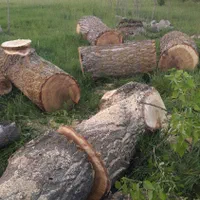 خرد چوب ودرخت|خدمات باغبانی و درختکاری|اردبیل, |دیوار