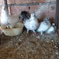 کفتر یا کبوتر پرشی ....