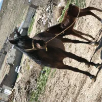 اسب کورد درجه یک|اسب و تجهیزات اسبسواری|بوکان, |دیوار