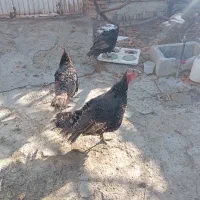 حیوان خانگی