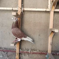 دو تا نر پلاکی رنجر