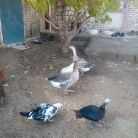 خروس، غاز و اردک روسی