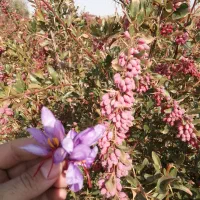 زرشک و آب زرشک