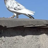 سرونج