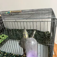 عروسی هلندی