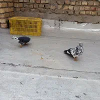 یک جفت کفتر هوایی|پرنده|ساوه, |دیوار