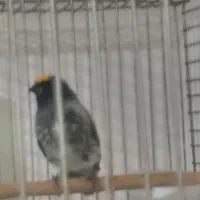 گلبسر و سهره|پرنده|تهران, جنتآباد مرکزی|دیوار