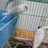 مرق عشق هلندی چش قرمز تخم گذار