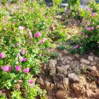 نهال گل محمدی باکیفیت|خدمات باغبانی و درختکاری|نجفآباد, دفاع مقدس|دیوار