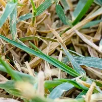 ردمی۱۴cدرحدنو|موبایل|مشهد, نظام دوست|دیوار