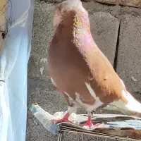 کبوتر|پرنده|مسجد سلیمان, |دیوار