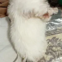 سگ شیتزو|سگ|ارومیه, |دیوار