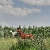 اسب یورقه|اسب و تجهیزات اسبسواری|تبریز, |دیوار