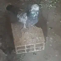 نروماده کلفت
