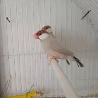 فنچ شکلاتی بهمراه۷تخم