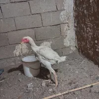 جوجه لاری|حیوانات مزرعه|قاسم‌آباد (خواف), |دیوار