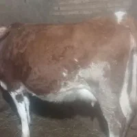 گاو سیمتال شکم اول