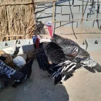 بوقلمون محلی|حیوانات مزرعه|کهنوج, |دیوار