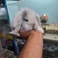 سگ گربه خرگوش همستر خوکچه