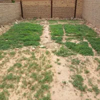 نهال گوجه فرنگی