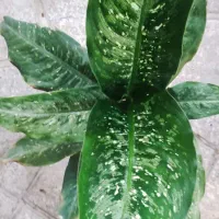 گل لیندا.کاکتوس .بامبو .گلدان|گل و گیاه طبیعی|ورامین, ورامین|دیوار