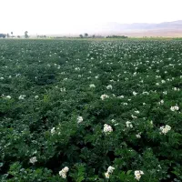 درهم وسورت سیب زمینی مخصوص کشت.در جواهردرجه1