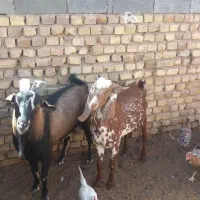 دوعدد چپش یکی امریکای ویکی دورگ الپال|حیوانات مزرعه|اردکان, |دیوار