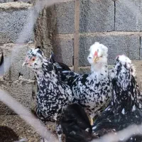 مرغ و خروس گلین پنگوئنی و خال سوزنی فول کیفیت