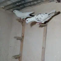 کبوتر پرشی|پرنده|مشهد, کشف|دیوار