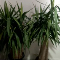 یوکا|گل و گیاه طبیعی|تهران, آهنگ|دیوار